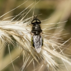 Odontomyia sp. (genus) (A soldier fly) at Higgins, ACT - 27 Nov 2022 by AlisonMilton