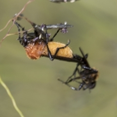 Bibio imitator (Garden maggot) at Higgins, ACT - 27 Nov 2022 by AlisonMilton