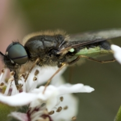 Odontomyia opertanea (A soldier fly) at Hawker, ACT - 27 Nov 2022 by AlisonMilton