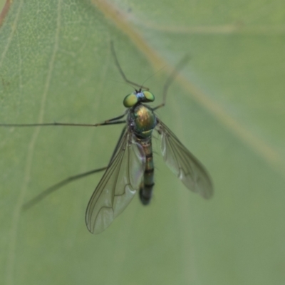 Austrosciapus sp. (genus) (Long-legged fly) at Hawker, ACT - 27 Nov 2022 by AlisonMilton