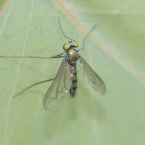 Austrosciapus sp. (genus) at Hawker, ACT - 27 Nov 2022