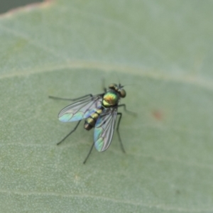 Dolichopodidae (family) at Hawker, ACT - 27 Nov 2022 12:19 PM