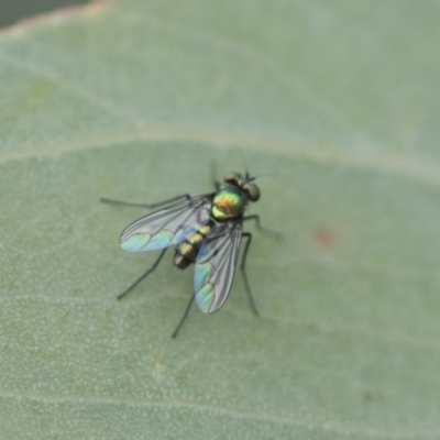 Dolichopodidae (family) (Unidentified Long-legged fly) at Hawker, ACT - 27 Nov 2022 by AlisonMilton