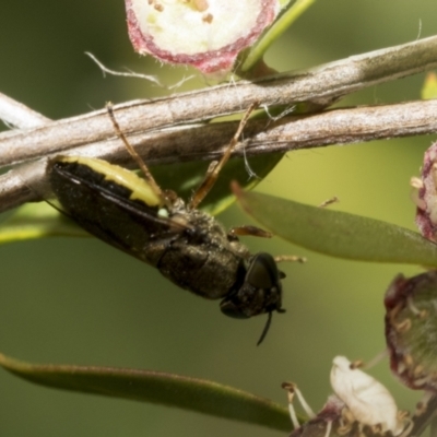 Odontomyia opertanea (A soldier fly) at Hawker, ACT - 27 Nov 2022 by AlisonMilton