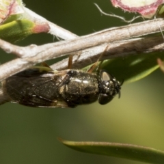 Odontomyia opertanea at Hawker, ACT - 27 Nov 2022 11:46 AM