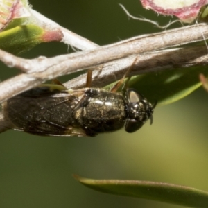 Odontomyia opertanea at Hawker, ACT - 27 Nov 2022