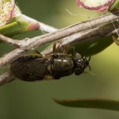 Odontomyia opertanea at Hawker, ACT - 27 Nov 2022 11:46 AM