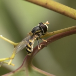 Simosyrphus grandicornis at Hawker, ACT - 27 Nov 2022