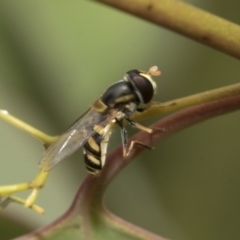 Simosyrphus grandicornis at Hawker, ACT - 27 Nov 2022