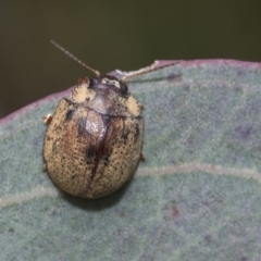 Trachymela sp. (genus) (Brown button beetle) at Hawker, ACT - 27 Nov 2022 by AlisonMilton