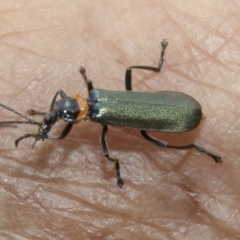 Chauliognathus lugubris (Plague Soldier Beetle) at Hawker, ACT - 27 Nov 2022 by AlisonMilton