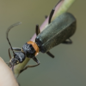 Chauliognathus lugubris at Hawker, ACT - 27 Nov 2022