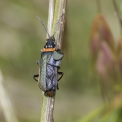 Chauliognathus lugubris (Plague Soldier Beetle) at Hawker, ACT - 27 Nov 2022 by AlisonMilton