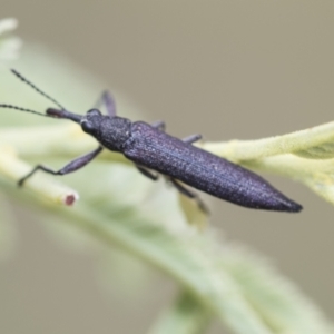 Rhinotia sp. (genus) at Hawker, ACT - 27 Nov 2022