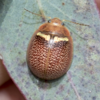 Paropsisterna decolorata (A Eucalyptus leaf beetle) at Hawker, ACT - 27 Nov 2022 by AlisonMilton