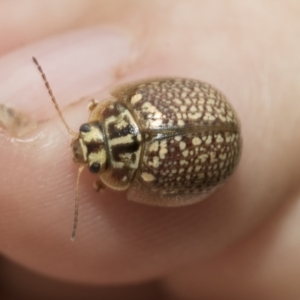 Paropsisterna decolorata at Hawker, ACT - 27 Nov 2022 11:07 AM