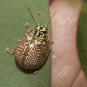 Paropsisterna decolorata at Hawker, ACT - 27 Nov 2022 11:07 AM