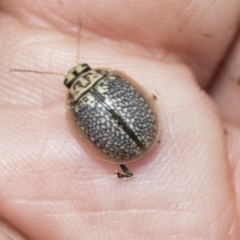 Paropsisterna decolorata at Hawker, ACT - 27 Nov 2022