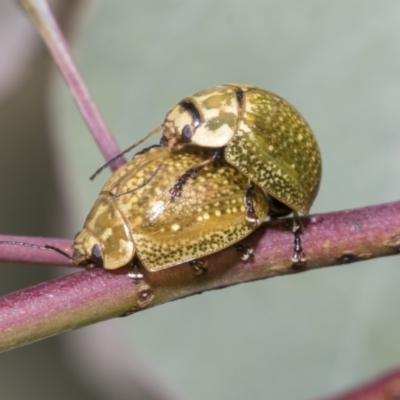 Paropsisterna cloelia (Eucalyptus variegated beetle) at Hawker, ACT - 27 Nov 2022 by AlisonMilton