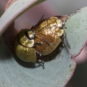 Paropsisterna cloelia at Hawker, ACT - 27 Nov 2022 11:14 AM