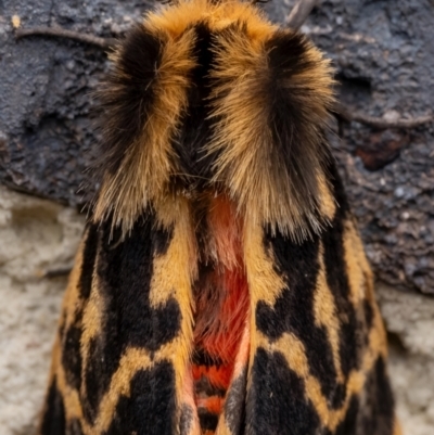 Ardices curvata (Crimson Tiger Moth) at Murrumbateman, NSW - 14 Sep 2023 by amiessmacro