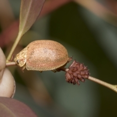 Paropsis atomaria (Eucalyptus leaf beetle) at Hawker, ACT - 27 Nov 2022 by AlisonMilton