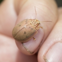 Paropsis atomaria at Hawker, ACT - 27 Nov 2022