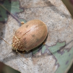 Paropsis atomaria at Hawker, ACT - 27 Nov 2022 11:06 AM