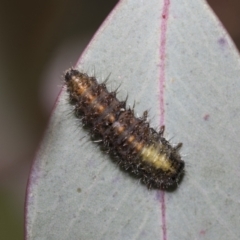 Paropsisterna beata (Blessed Leaf Beetle) at Hawker, ACT - 27 Nov 2022 by AlisonMilton