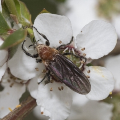 Bibio imitator (Garden maggot) at Hawker, ACT - 27 Nov 2022 by AlisonMilton