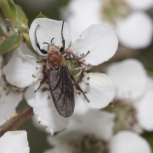 Bibio imitator at Hawker, ACT - 27 Nov 2022 11:47 AM