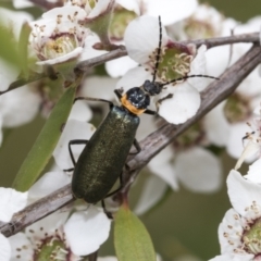 Chauliognathus lugubris (Plague Soldier Beetle) at Hawker, ACT - 27 Nov 2022 by AlisonMilton