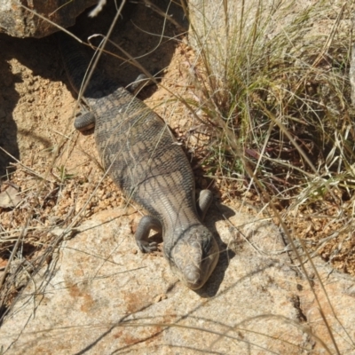Tiliqua scincoides scincoides (Eastern Blue-tongue) at Cooleman Ridge - 13 Sep 2023 by HelenCross