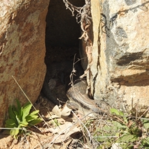 Tiliqua scincoides scincoides at Chapman, ACT - 14 Sep 2023 07:52 AM