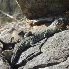 Egernia cunninghami (Cunningham's Skink) at Chapman, ACT - 14 Sep 2023 by HelenCross