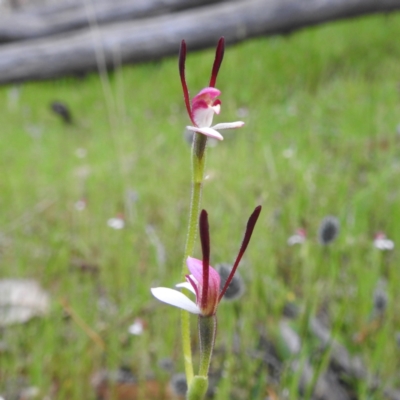 Leptoceras menziesii (Rabbit Orchid) at Dryandra Woodland National Park - 9 Sep 2023 by HelenCross