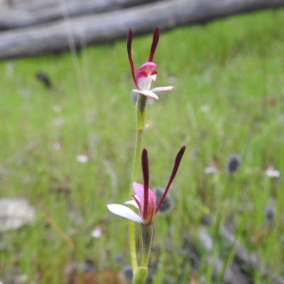Leptoceras menziesii (Rabbit Orchid) at Williams, WA - 9 Sep 2023 by HelenCross