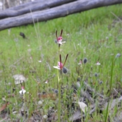 Leptoceras menziesii at Williams, WA - suppressed