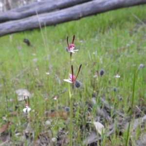 Leptoceras menziesii at Williams, WA - 9 Sep 2023