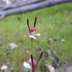 Leptoceras menziesii at Williams, WA - suppressed