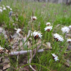 Borya scirpoidea at Dryandra Woodland National Park - 10 Sep 2023