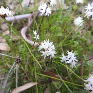 Borya scirpoidea at Dryandra Woodland National Park - 10 Sep 2023