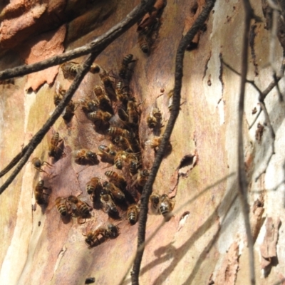 Apis mellifera (European honey bee) at Williams, WA - 9 Sep 2023 by HelenCross