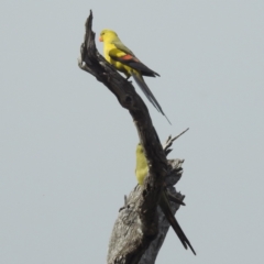 Polytelis anthopeplus (Regent Parrot) at Dryandra Woodland National Park - 9 Sep 2023 by HelenCross