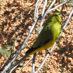 Neophema elegans (Elegant Parrot) at Dryandra Woodland National Park - 11 Sep 2023 by HelenCross