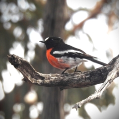 Petroica boodang (Scarlet Robin) at Dryandra Woodland National Park - 10 Sep 2023 by HelenCross