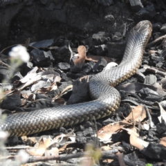 Pseudechis australis at Dryandra Woodland National Park - 11 Sep 2023 by HelenCross