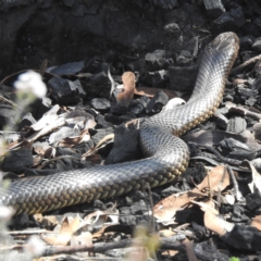 Unidentified Snake at Williams, WA - 11 Sep 2023 by HelenCross