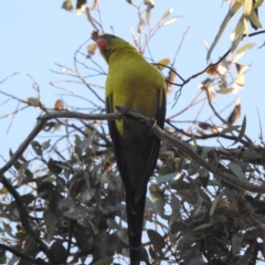 Polytelis anthopeplus (Regent Parrot) at Williams, WA - 11 Sep 2023 by HelenCross