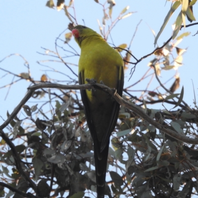 Polytelis anthopeplus (Regent Parrot) at Williams, WA - 11 Sep 2023 by HelenCross